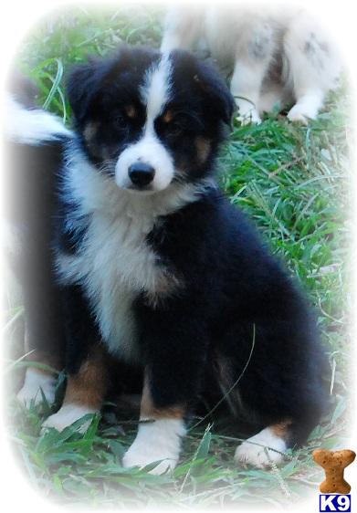 Black Tri Male Mini Aussie