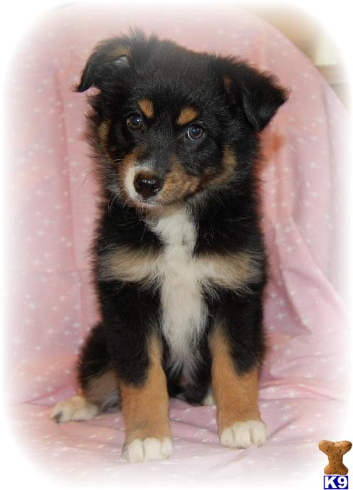 Miniature Australian Shepherd Puppy for Sale: Black Tri Mini Aussie ...