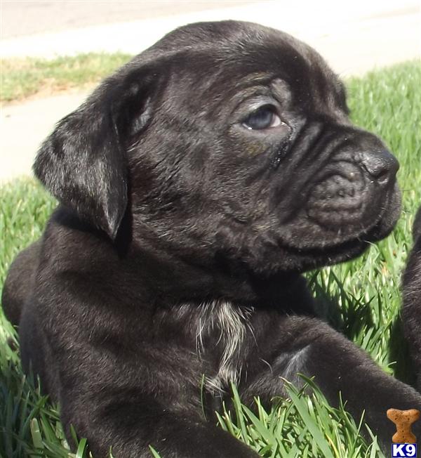 Cane Corso Puppy For Sale Akc Champion Parents Jet Black