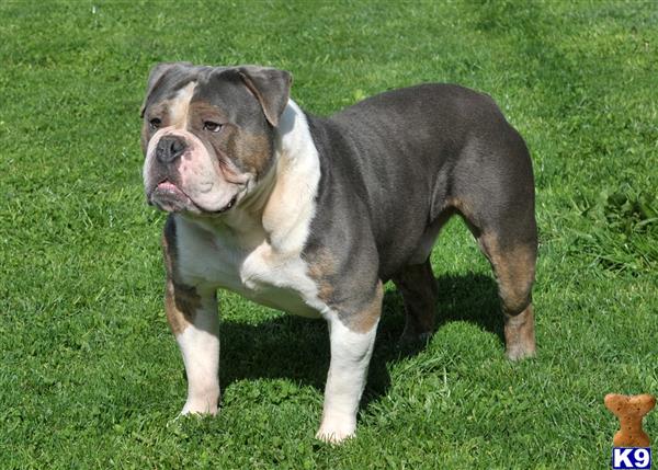 Old English Bulldog Puppies for Sale