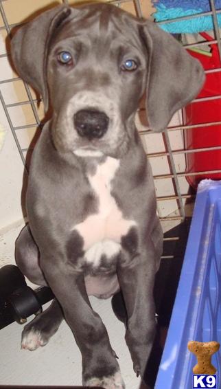 Great Dane Puppy for Sale: Blue Female Dane - 13 weeks old 13 Years old