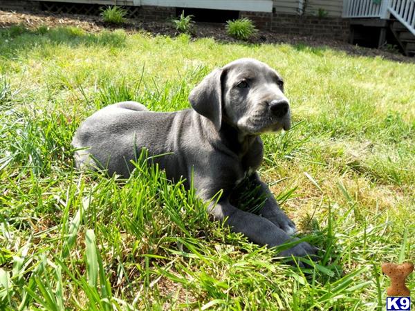 Great Dane Puppy for Sale: AKC Blue and Harlequins Available 12 Years old