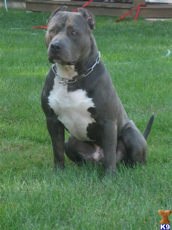 American Pit Bull Stud Dog: elite capone 15 Years old