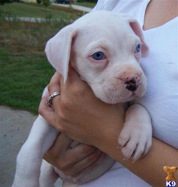 Boxer Puppy for Sale: Blue Eyed Beauty CKC Registered White Female