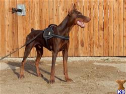 Home Stud Dogs California Doberman Pinscher Stud Dogs