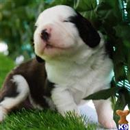 Saint Bernard Puppies For Sale