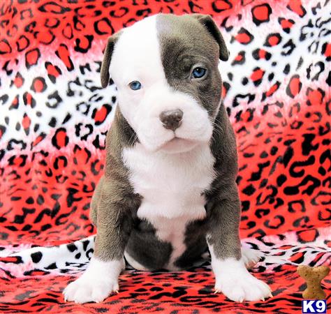 American Pit Bull Puppy for Sale: NEW PUPPIES 9 Weeks old