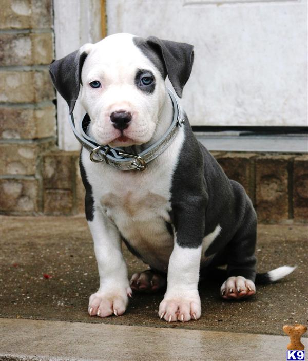 Accesoriosy Bellezas: White Blue Nose Pitbull With Blue Eyes