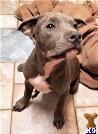 American Pit Bull Puppy for Sale: CHAMPAGNE COLORED PUPS 3 Years old