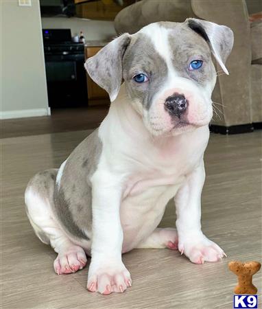 American Pit Bull Puppy for Sale: NEW MERLE BLUE CHAMPAGNE COLORED ...