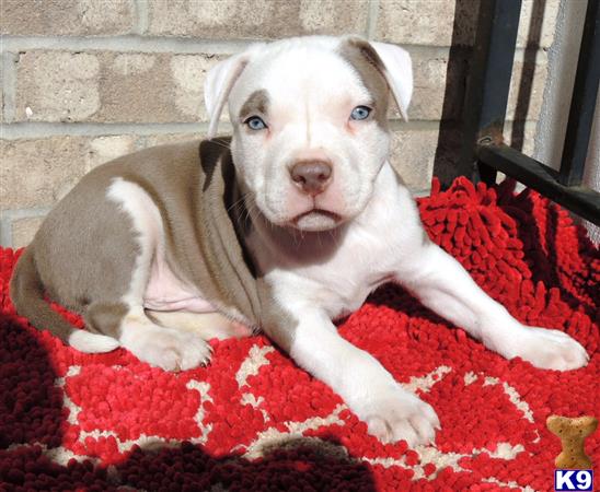 CHEWBACCA / WHITE CHAMPAGNE COLORED PIT BULL PUPPY