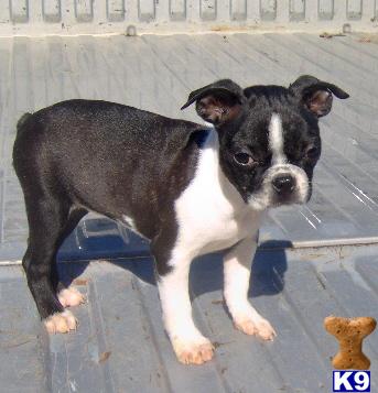 Boston Terrier Puppy for Sale: Myra - Adorable Brindle/White Boston ...