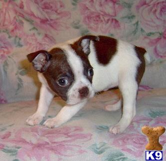Boston Terrier Puppy for Sale: Darla - Adorable Red Splash Boston ...