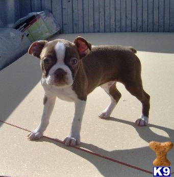 Boston Terrier Puppy for Sale: Brock - Adorable Red and White Boston ...