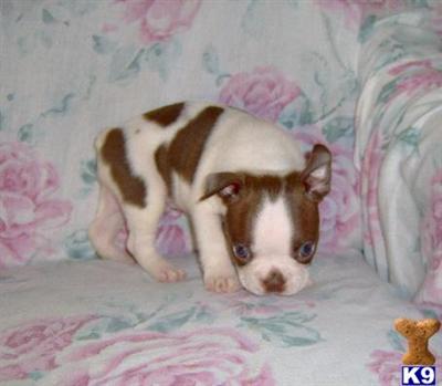 Boston Terrier Puppy for Sale: Shad - Adorable Red Splash Boston Boy 14 ...