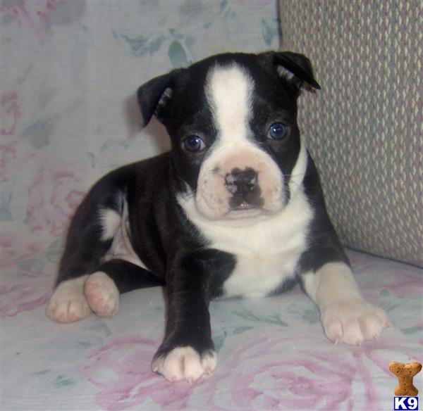 Boston Terrier Puppy for Sale: Ralee - Adorable Black Brindle Boston ...