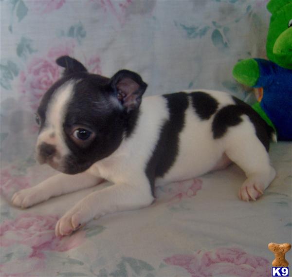 Boston Terrier Puppy for Sale: Lucky - Adorable Black Splash Boston ...