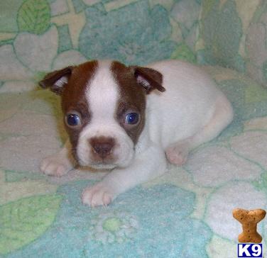 Carter - Gorgeous Red Splash Boston Terrier Boy