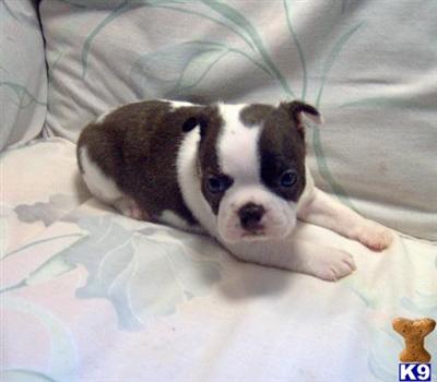 Boston Terrier Puppy for Sale: Wesley - Adorable Brindle Splash Boston ...