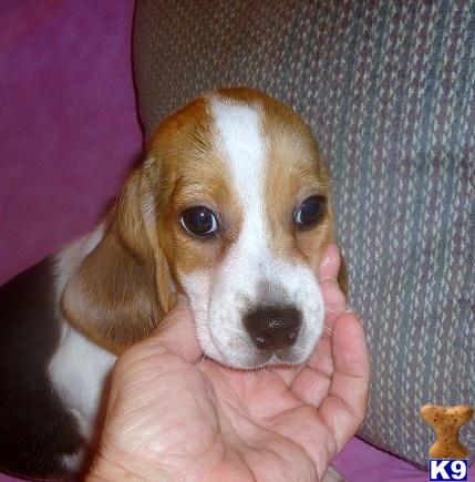 Beagle Puppy for Sale: Libby - Adorable Tri Color Beagle Girl 10 Years old