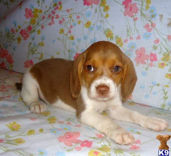 Beagle Puppy for Sale: Lauren - Adorable Chocolate Beagle Girl 9 Years old