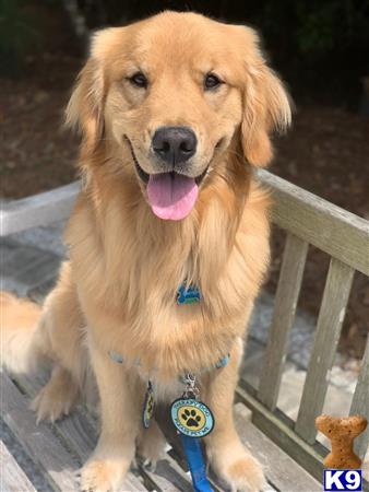 Golden Retriever Stud Dog: Grayson 5 Years old