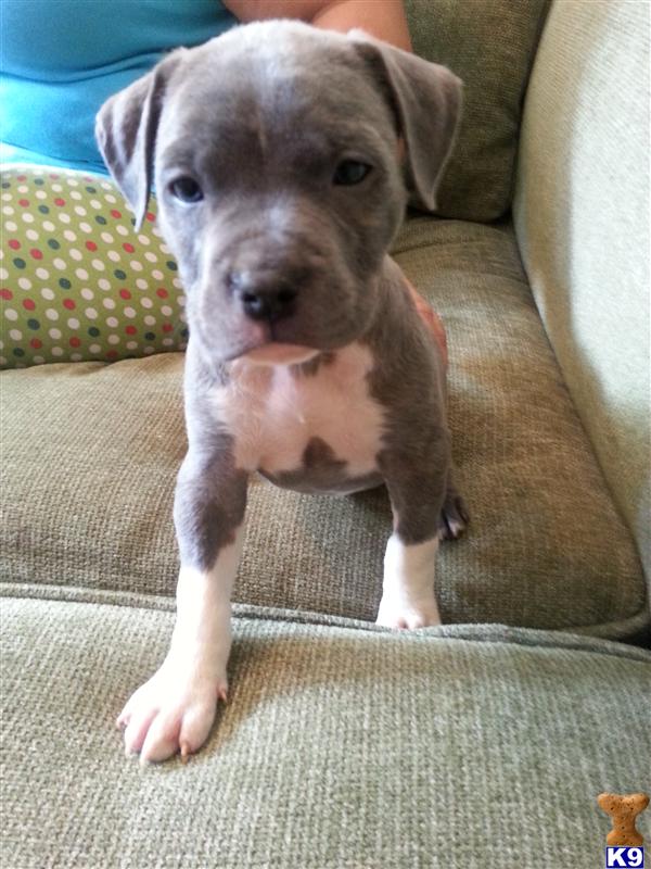 American Pit Bull Puppy for Sale: ADBA Registered Blue Pitbull Pup 10 ...