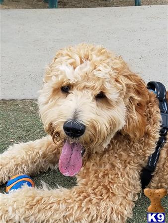 Goldendoodles Stud Dog: Rocky 4 Years old