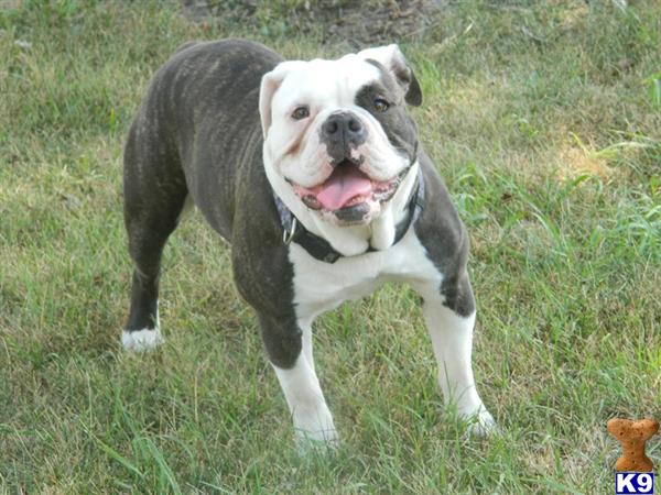 for breeding english bulldogs HC that only note want to Please we familyâ€™s for companion be