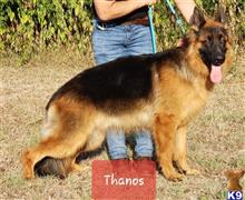 German Shepherd Stud Dogs In Texas