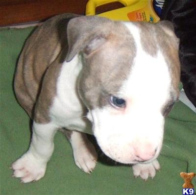 American Pit Bull Puppy for Sale: Zaphie 13 Years old