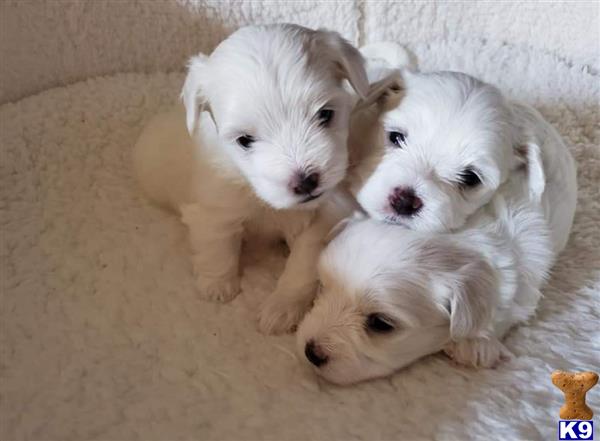 Maltese male