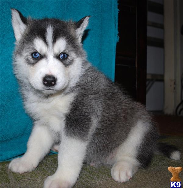 Siberian Husky Puppy for Sale: Purebred Siberian Husky puppies for Sale ...