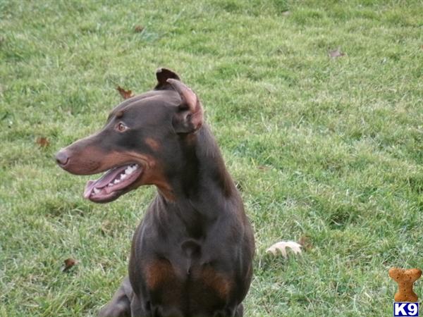 Doberman Pinscher Stud Dog: juice 13 Years old