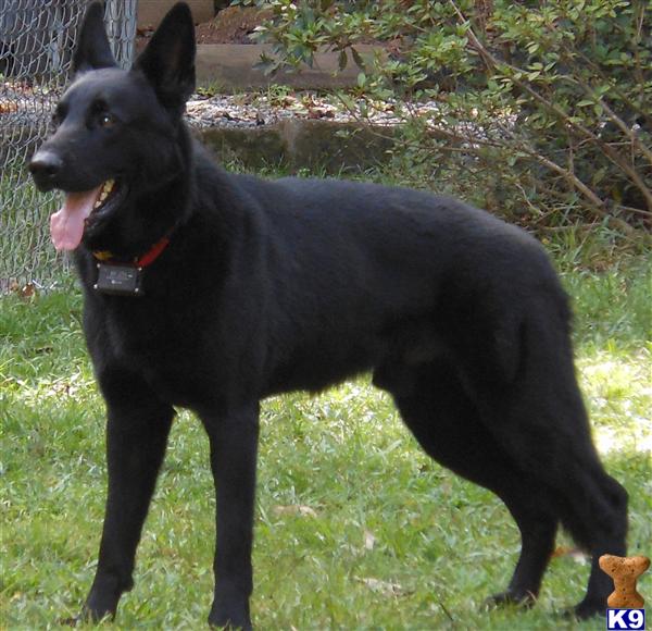 German Shepherd Stud Dog Master Kane Von Klugh 9 Years Old