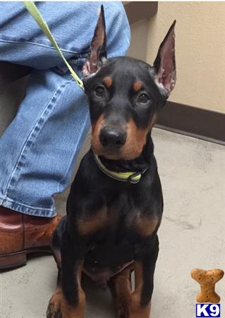 Doberman Pinscher Stud Dog: Wolfgangs Romeo 5 Years old