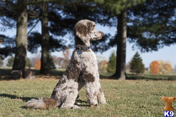 Poodle Stud Dog: Otto Hans 4 Years old