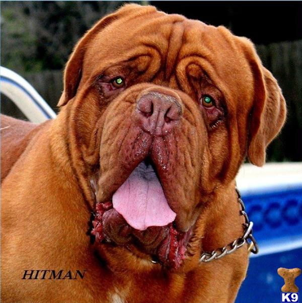 akc dogue de bordeaux puppies for sale