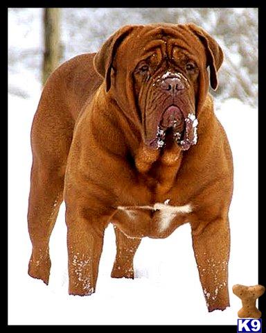 akc dogue de bordeaux puppies for sale