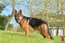 German Shepherd Stud Dogs In California