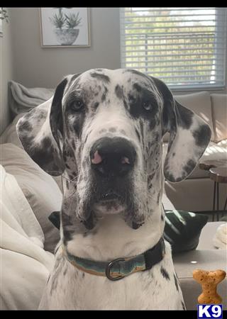 Great Dane Stud Dog: Big Benny 2 Years old