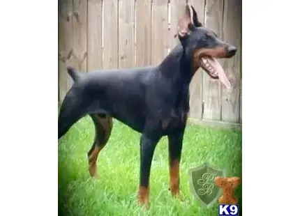 Doberman Pinscher Puppies in California