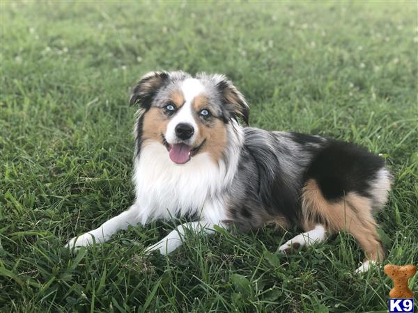 Miniature Australian Shepherd Stud Dog: Lincoln 5 Years old