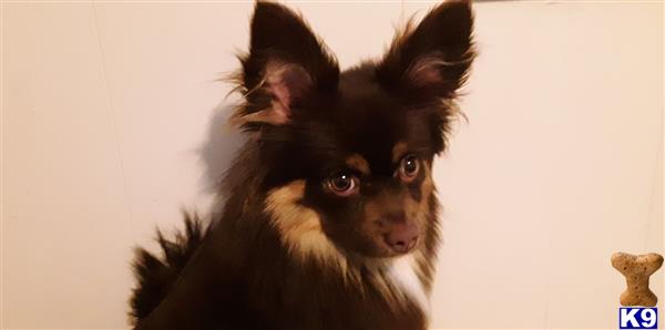 Pomeranian Stud Dog: Lord Nibbles 5 Years old