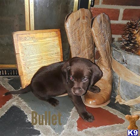 German Shorthaired Pointer Puppy For Sale Bullet Lab Pointer 7