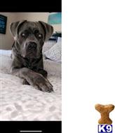 Cane Corso Stud Dogs