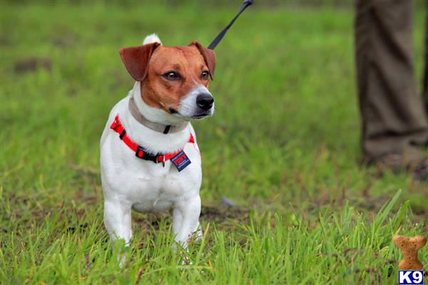 Jack Russell Terrier Stud Dog: Vegas 14 Years old