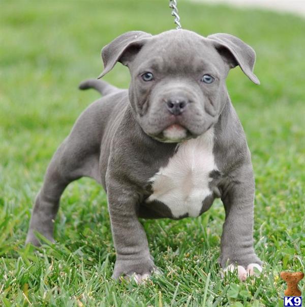 Pit bull breeds for sale, how to stop a dog from digging holes under ...