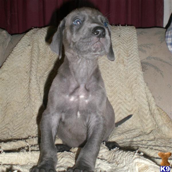 Great Dane Puppy for Sale: AKC 1/3 European Blue Great Dane Male ...