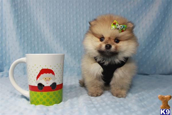 mini teddy bear pomeranian for sale